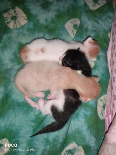 Three lovely kittens for adoption.