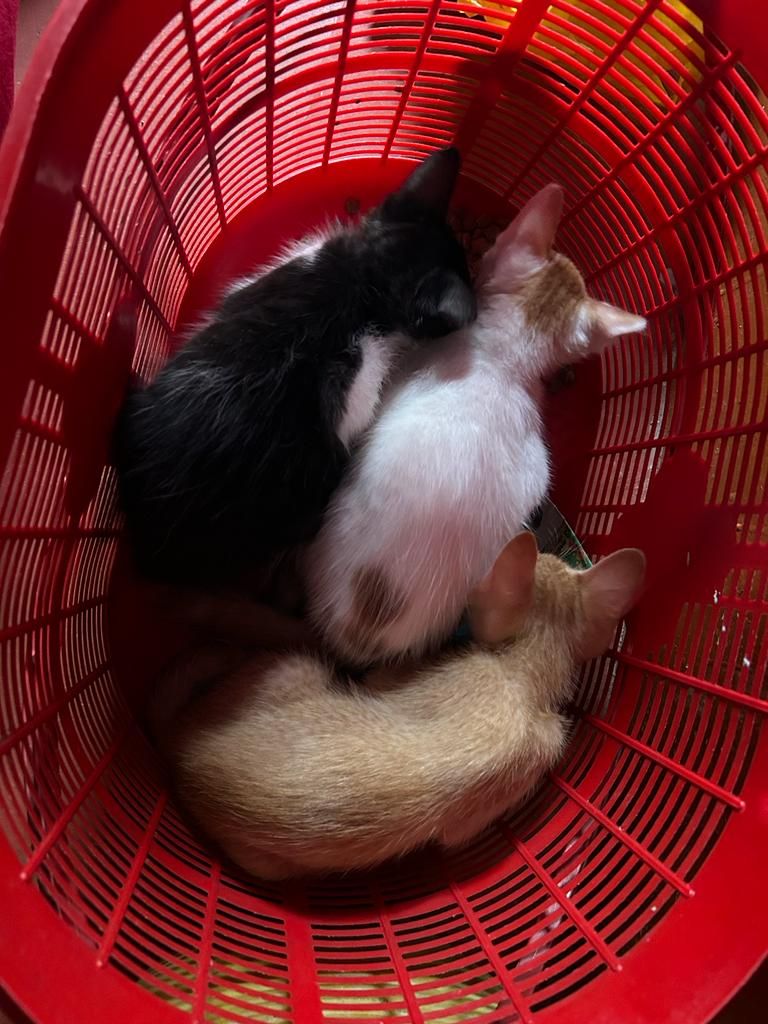 Three Lovely Kittens For Adoption. – YouFindGo