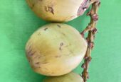 Tender coconut / dabh / coconut water