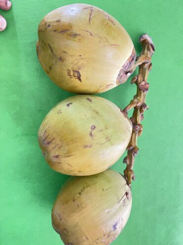 Tender coconut / dabh / coconut water